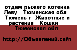 отдам рыжего котенка Леву - Тюменская обл., Тюмень г. Животные и растения » Кошки   . Тюменская обл.